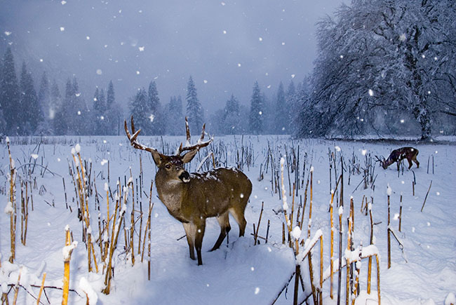 deer in yosemite